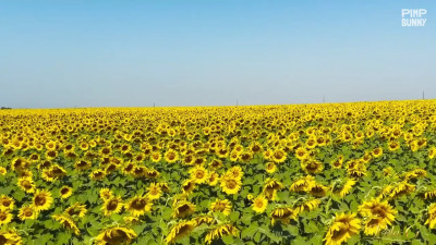 Fertility Goddess Caresses Her Pussy In A Sunflower Field