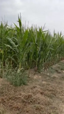 Angele Ice Gets Her Pussy Plowed On The Farm