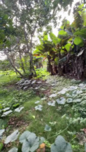 DeepthroatSlushie Gives A Blowjob In The Woods