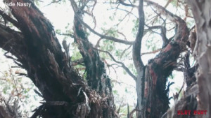 Eden Ivy's Tied Up Anal Sex In The Woods