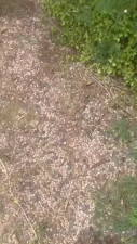 POV Lacey Laid Takes A BBC In The Woods