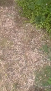 POV Lacey Laid Takes A BBC In The Woods